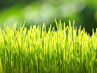 Organic Wheatgrass for Cat and Kitten