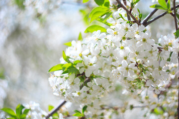 Flowering cherry against a blue sky. Cherry blossoms. Spring background.