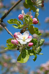 Apple garden