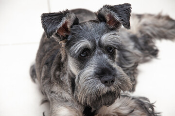 portrait of gray schnauzer on light background
