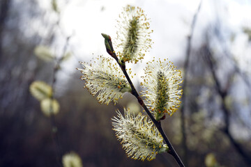 A flowering willow branch in spring.