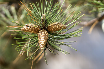 close up of a pine cone