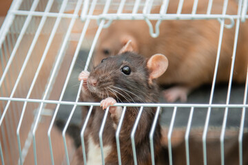 A black rat peeps out of an open cage.