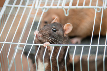 Obraz premium A black rat peeps out of an open cage.