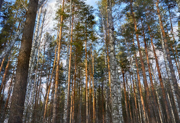 Fototapeta premium Сосновый бор 