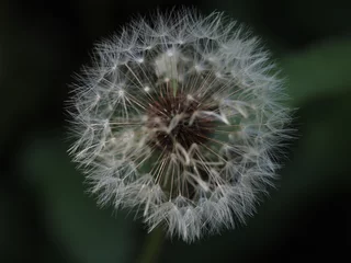 Foto op Plexiglas dandelion seed head, Taraxacum © Andrew