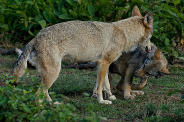 Fototapeta premium Loups et louveteaux gris d'Europe