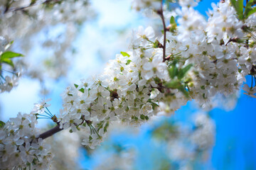 Flowering cherry against a blue sky. Cherry blossoms. Spring background.