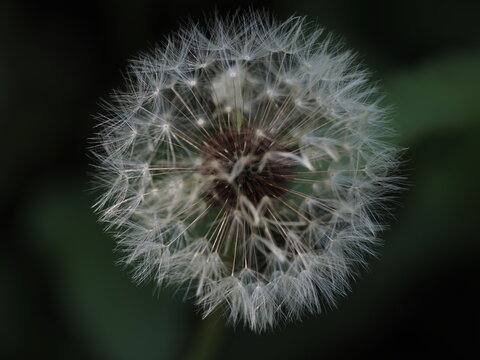dandelion seed head, Taraxacum