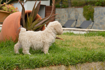 Cachorros deperroo de agua español