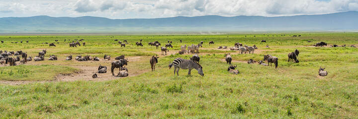 Fototapeta na wymiar Panorama view of Zebras with a herd of Wildebeest. Ngorongoro Crater. Tanzania
