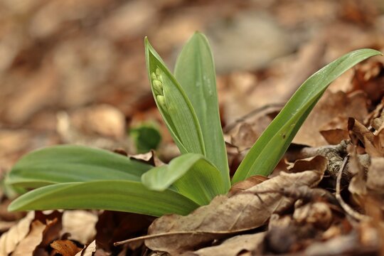 Knospendes Blasses Knabenkraut (Orchis pallens).