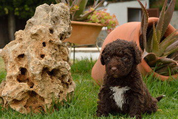 Cachorros deperroo de agua español