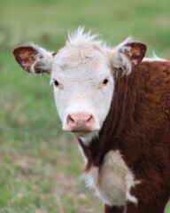 Close Up of a Young Hereford Calf's Head