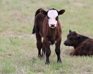 A Black Baldy Calf in a Pasture in South Central Oklahoma