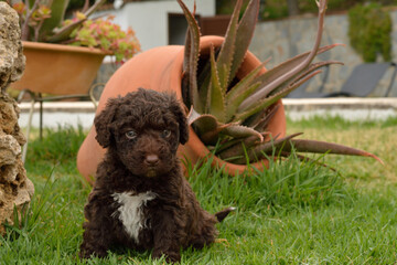 Cachorros deperroo de agua español