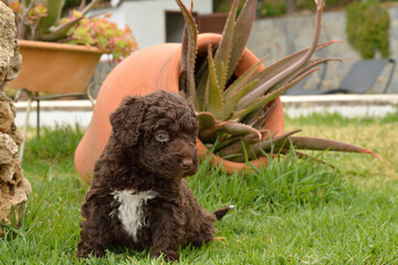 Cachorros deperroo de agua español