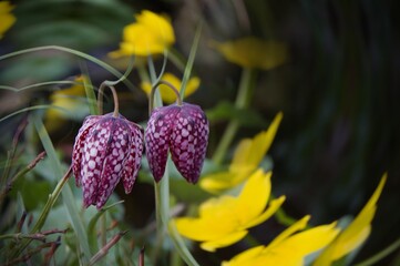 Piękny kwiat wiosenny, szachownica kostkowata (Fritillaria meleagris). W tle widoczne kaczeńce. Delikatny, zakręcony bokeh  - obrazy, fototapety, plakaty