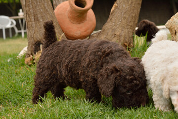 Cachorros deperroo de agua español