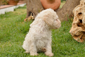 Cachorros deperroo de agua español