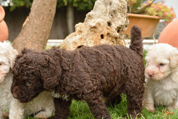 Cachorros deperroo de agua español