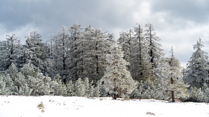 Winterlandschaft im Schwarzwald, Ortenaukreis, Oppenau, Baden Württemberg, Deutschland
