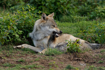 Loups et louveteaux gris d'Europe