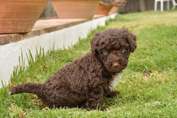 Cachorros deperroo de agua español