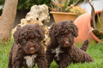 Cachorros deperroo de agua español