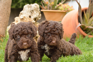 Cachorros deperroo de agua español