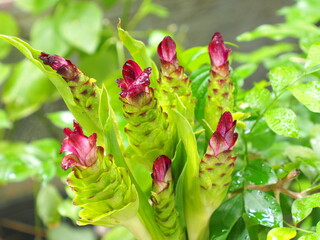 Naklejka na ściany i meble Is the name of the flower of the Krachiew or Curcuma aeruqinosa Roxb Is fragrant it is grown as a colorful ornamental flower.