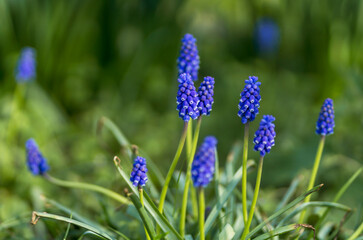 A Bunch of Blue or Violet Muscari Plant During Summer With Depth of Field In the Park, Outdoors
