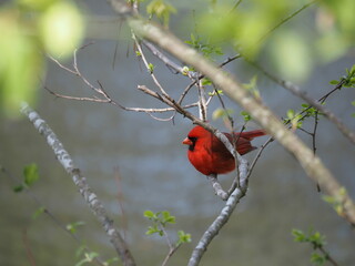 male cardinal on a branch, Cardinalis