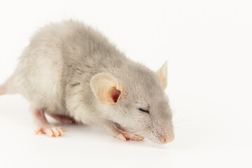 small fluffy cute rat with big ears on light background, selective focus, close-up