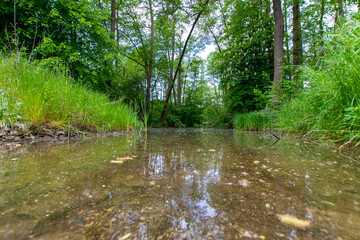 river in the forest (Brandenburg, Germany)