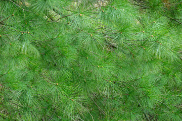 Green pine needles on tree budding in early spring
