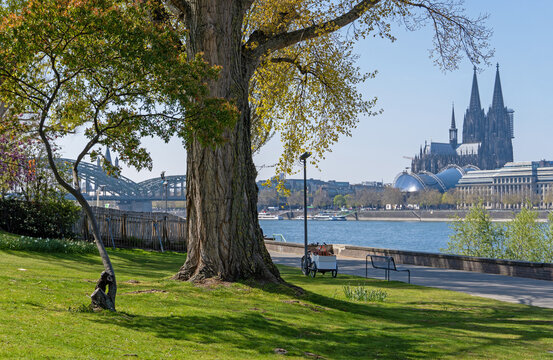 K&ouml;lner Rheinpark im Fr&uuml;hling