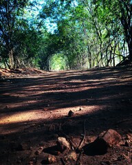 Fototapeta premium Trees on a road