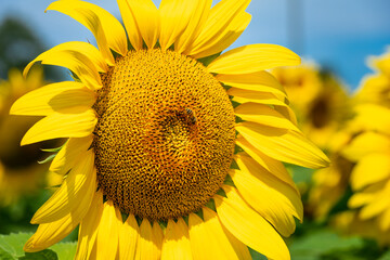 Fototapeta premium Bee on sunflowers. macro and selective focus. 