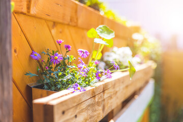 Do it yourself flower box in the own garden: Spring flowers in euro palette - 429992899