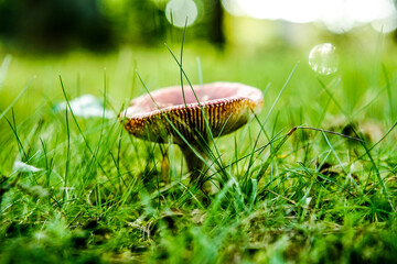 Grzyb w trawie © Marcin