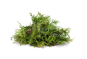Green branch of thuja.