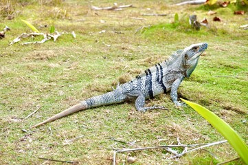 Iguana on Caribbean Island