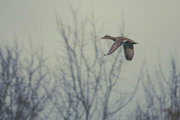  flying mallard and the sky is gray