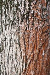 Obraz premium Background, texture. Close-up, the bark of an old tree with a brown tint.