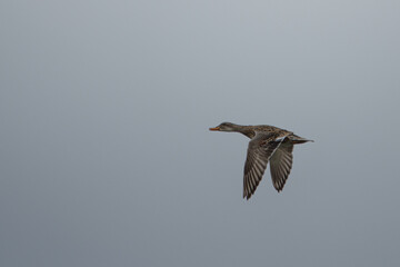  flying mallard and the sky is gray