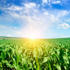 Green field with corn and Sunrise on the horizon.
