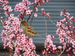 Pink cherry or red plum blossom close up, blurred out background of terracotta roof tiles, aerial view