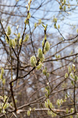 Early spring. Young green leaves and catkins, inflorescences on the branches of the bush.