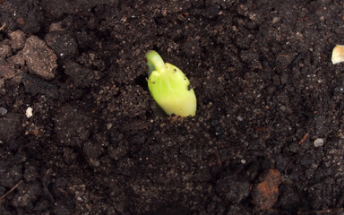 dirt, stage, plant, growing, leaf, germinating, growth, green, nature, grow, life, new, small,...